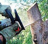 How Our Tree Care Process Works  in  Wolf Trap, VA