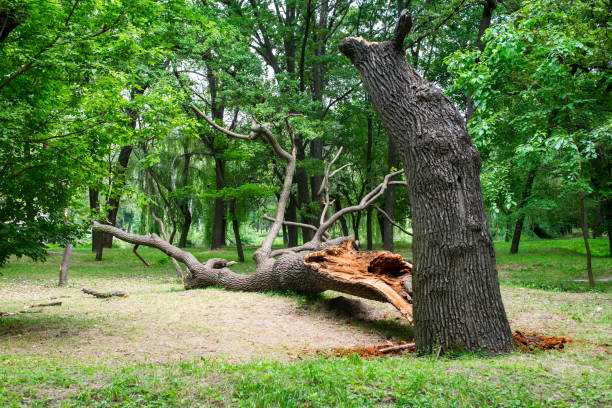 Wolf Trap, VA Tree Care Company