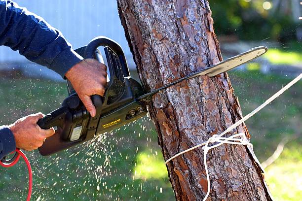 Leaf Removal in Wolf Trap, VA